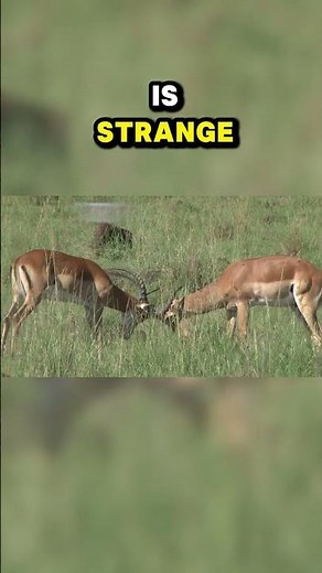 Top Ten Strangest Animal Mating Rituals: Creative Drive
