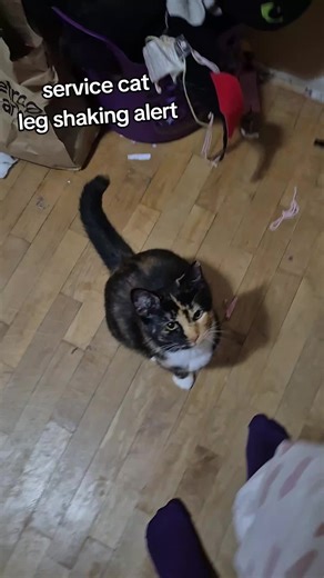 Do you support service cats? #disabled #servicecat #tasktrained