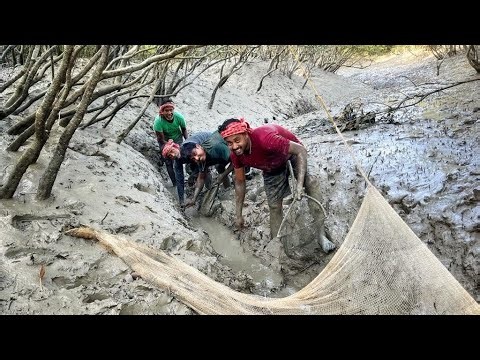 সুন্দরবনের জঙ্গলের ভেতর খাল ভেঙে প্রচুর পার্শে মাছ ধরলাম !!!