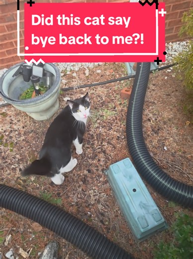 She said it in a southern accent, I swear #cat #catsoftiktok #fyp | cat talking back