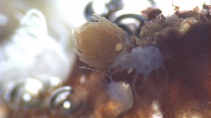 Before a jellyfish polyp turns into a free-swimming adult, it clones itself a few times, just to be sure that it has a good chance of reproducing. This polyp is going through a process called strobilation – turning itself into many individual ephyra – baby jellies ready to swim off into the ocean. With every pulse, the grooves in the sides of this polyp become deeper and deeper – eventually allowing the clones to be free! See this process for yourself at our Microscope Exhibit: https://www.aquar
