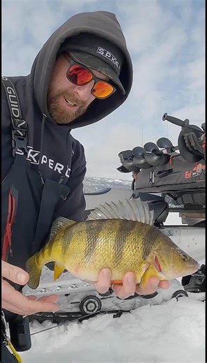 Jumbo Perch Hit HARD