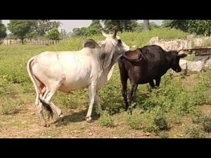 For the first time, the bull was mated with the cow