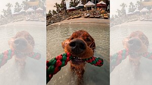Dog Tug Battle: GoPro POV