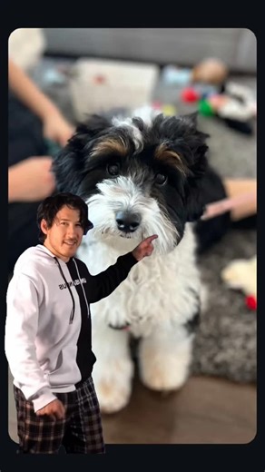 Megan Keller • Ma & Paw Doodles on Instagram: "🤣 truth. Every single day. #cockapoo #puppies #yegdoodles"