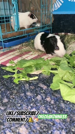 Video 37 Oreo&Brownie🐹 || #guineapig #OreoBrownie33#oreoandbrownie#shorts #ytshorts #youtube
