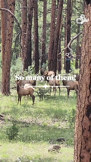 34 reactions · 44 comments | I would love to visit this place again. #throwback #memories #elk #wildanimals #alpine #Arizona #fbreelsvideo #followmeonfacebook | Susan Josol Wilson | Facebook