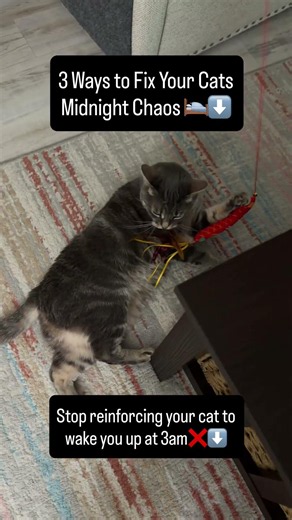 3 Ways to fix your cats midnight chaos: stop reinforcing your cat to wake you up 💤❌ #catvideos