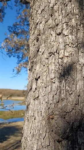 JAMES BAKER #BAKER BOYS TREE SERVICES AND RESIDENTIAL LAWN CARE SERVICES 🌳 580 826 8372 🌳 | James Baker