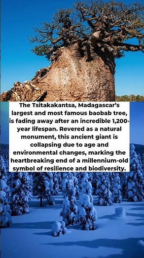 1,200 Years Old! Can We Save the Baobab?