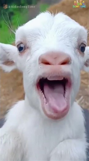 Baby’s Bright Smile Will Make Your Day! 😍✨ Pure Joy & Giggles #CuteBaby #HappyVibes #Shorts