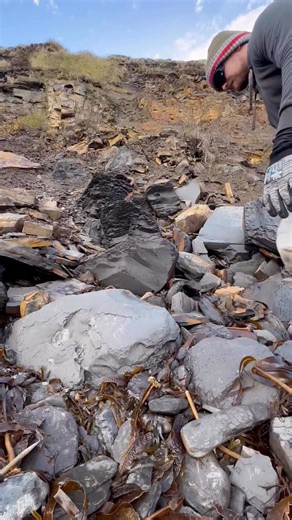 We searched a remote beach for fossils and found a Jurassic ball of rock hidden within a huge loose boulder 🤯 We found a beautiful cephalopod fossil roughly 185 million years old 🏝️ Whilst alive, this specimen would’ve swam the seas alongside Marine Reptiles! 😱 You win some, you lose some! 🌅🦕 Thanks for supporting our page! 🐊🦖 #fossilhunting #treasure #ammonite #beachcombing #fblifestyle | Yorkshire Fossils