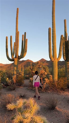 🌵 Share this with someone who needs an Arizona trip to see the biggest Cactus in the world! Saguaro