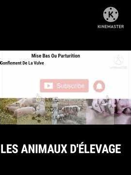 la reproduction chez le porc comment elle se passe #agriculture #santéanimale #farming #élevage