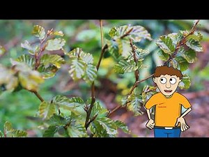 JAK TO CHODÍ V LESE - 2/10 - Život s lesem