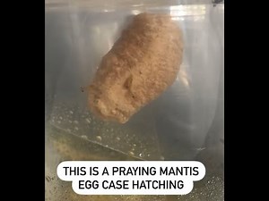 Praying Mantis Hatching- Hundreds Pop Out!