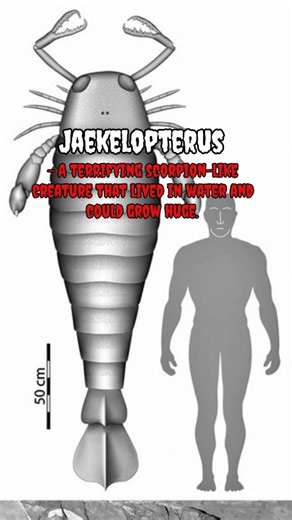 animals that look like aliens ! 👽 #prehistoric #weirdanimals #dinosaur