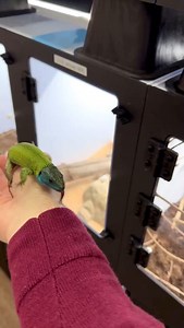 A stunning example of a male Iberian emerald lizard (Lacerta schreiberi). The Lacertidae family is full of beautiful and intelligent lizard but even so the schreiberi are a real stand out. This will be our third year breeding them. Our first eggs should be laid any day now. #lacerta #lacertaschreiberi #lacertasofinstagram #livingart #reptiles #herpetoculture #lizards #rarereptiles #reptilebreeder #reptile #lizardsofinstagram #reptilesofinstagram | Living Art by Frank Payne