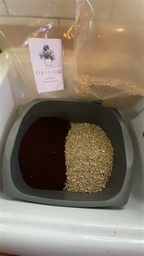 Button mushrooms 🍄‍🟫 cultivation