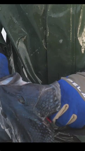 7.9K views · 39 reactions | If you're going to keep fish this season,...