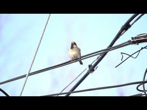 House Sparrow Calling from Powerline