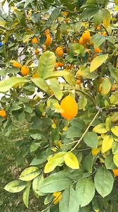 48K views · 327 reactions | Fried zucchini flowers  #reels #zucchini #cooking #recipeoftheday #flowers #edibleflowers | Albert_cancook | Facebook