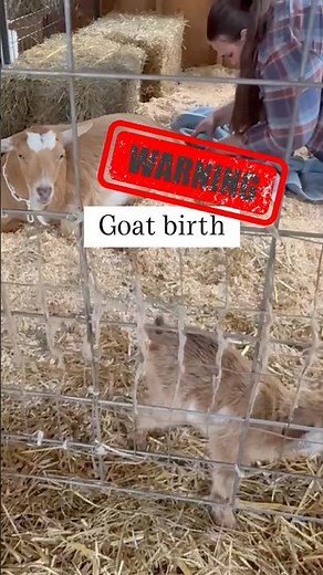 “That came out like a rocket baby!” 🚀 Goat Birth on the Farm #babygoat #homestead