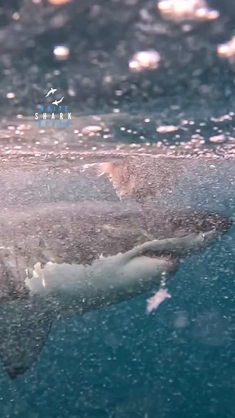 Great White Sharks: Eye Lights in the Sun