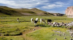 clip-33556843-some-llamas-walking-on-grass-bolivia