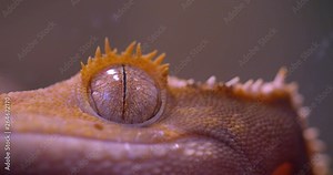 Close-up shot of green frog eye watching directly and calmly into camera in the terrarium.