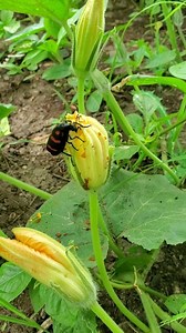 19 reactions | There are many beneficial insects on our Farm. Hycleus eat Aphids and help farmers. But these are Beneficial Insects upto a limit. Large number of adults sucking on flowers can reduce yield. #hycleus #organicfarming #naturalfarming #beneficialinsects | AllGanic Farm | Facebook