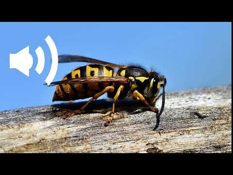 wasp sound effect