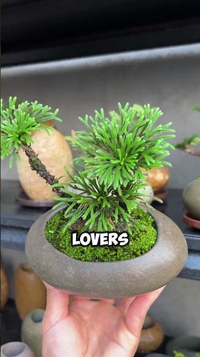 This Tiny Plant Looks Like Moss, But It’s Not! #nature #bonsai