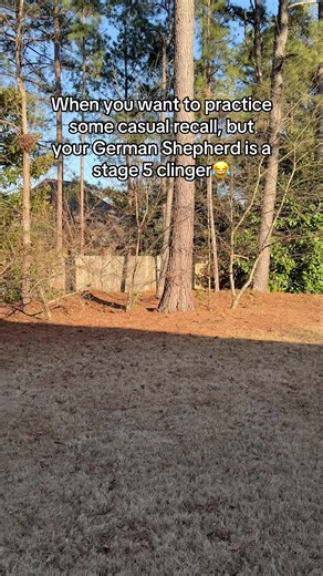 German Shepherd Recall Training Tips for Clingy Dogs