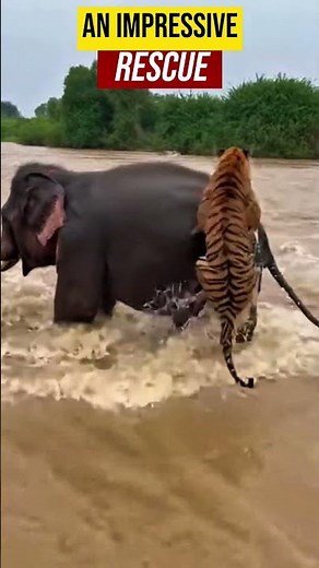 UNBELIEVABLE: Elephant Saves Tiger From Flooding! 🐘❤️🐅 #shorts