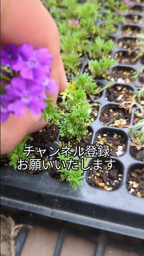 タピアンの挿し芽、発根