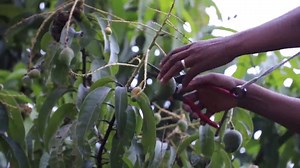 1.2K views · 21 reactions | Our Silver Sponsor - Ellawala...