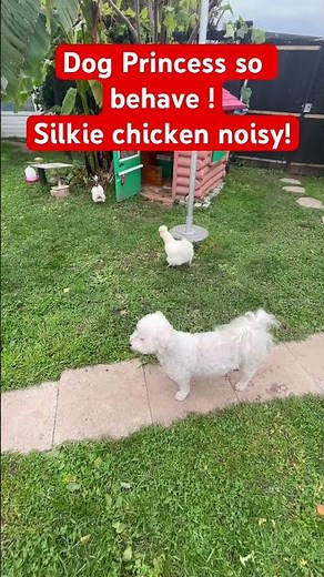 #trending dog and chicken