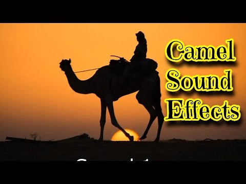 Camel Sound Effects