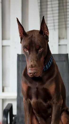 👑 @Royal Dog Chains 👑 Aura #doberman #dobermanpinscher #drogothedoberman #royaldogchains
