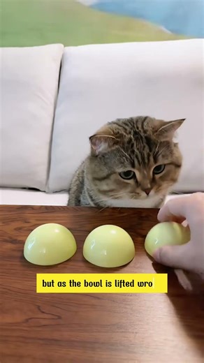 Played games with the stomach