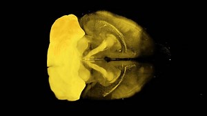 1.1K views · 43 reactions | Take a closer look at neurons in the...