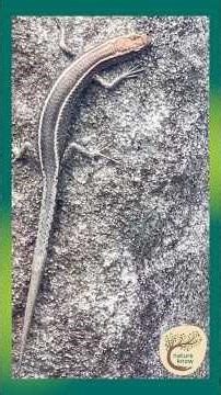 The Fence-Sitting Skink That Got Too Comfortable