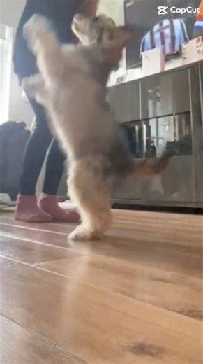 Ah she is getting so good at this hehe 😛 #puppy #cockapoo #puppyvideos #cute #like #subscribe
