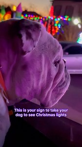 If you think you can see the magic of Christmas through your child's eyes...try it with your dog...🥹✨🎄 Have a wonderful Wednesday everyone 💓🎄✨❄️. . . #eggnog #eggnogthebulldog #christmaslights #magicofchristmas #allthefeels #goodnews #happyreels #preciousmoments #magicmoments #ilovemydog #dog #dogsofinstagram #dogs #thedodo #weeklyfluff #pubitypets | Eggnogthebulldog