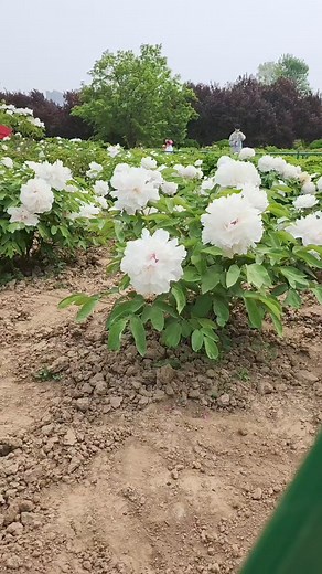 Peonies with different colors at the caozhou peony garden in #heze, #Shandong province. | Katie in Beijing | Facebook