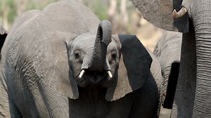 4.6K views · 392 reactions | This charming elephant calf learning to...