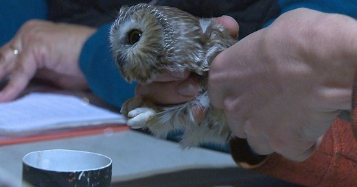 Tracking owls in Quebec