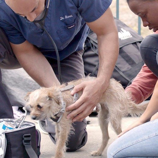 5.2M views · 229K reactions | Vet walks the streets to help homeless people's dogs ❤️ | The Dodo | Facebook
