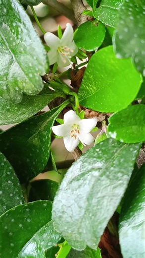 garden flower white flower #shortvideo #flowers #natural #garden #love #gardening #smallflower #